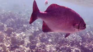 Jibacoa Reef Snorkeling from Memories Jibacoa Resort Cuba 2023 [upl. by Raychel790]