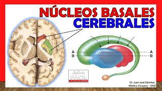 🥇 Anatomía de los GANGLIOS BASALES Núcleos Basales ¡Explicación Sencilla [upl. by Esyla101]