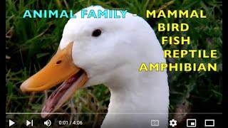 ANIMAL FAMILY  MAMMALS BIRDS FISH REPTILES AMPHIBIANS  EDUCATIONAL KIDS  Learn ENGLISH [upl. by Stetson]