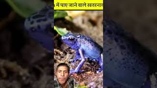 Poison dart frog 🐸 amazingfacts factsinhindi animals snake interestingfacts ytshorts [upl. by Atekihc]