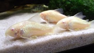 Breeding Cory Catfish A HOW TO VIDEO [upl. by Imuya726]