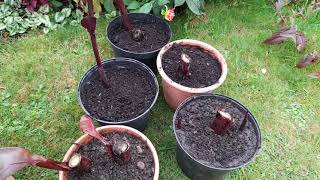 Cannas potted 4 overwintering amp more jobs 2 do [upl. by Sabsay100]