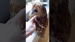 This man rescued an injured baby owl that had been separated from its mother owl birds short [upl. by Hutner]