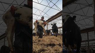 Friesian Calf is so heavy Calving Cow at the Barn  shorts [upl. by Sama757]