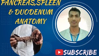 Pancreas Spleen amp Duodenum Viscera Bangla demo Abdomen Anatomy viscera [upl. by Ymiaj]