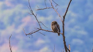 Asian barred owlet from Himachal Pradesh  4K [upl. by Anade]