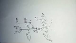 Gnetum  External morphology of gnetum  notes  diagram botany shorts [upl. by Rma959]