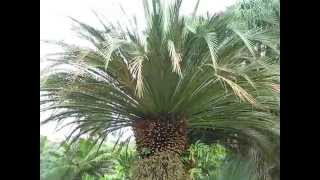 Macrozamia moorei Cycad at Fairchild Miami [upl. by Eimat]