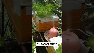 checkout my hydroponically grown hydroponics kratkymethod lettucegrow thankyouforwatching [upl. by Eytak878]