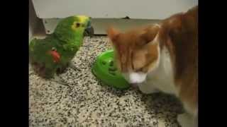 EPIC Parrot vs Cat food fight [upl. by Remat417]