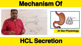 Mechanism of HCL secretion How parietal cells secrete Hydrochloric acid [upl. by Surdna]