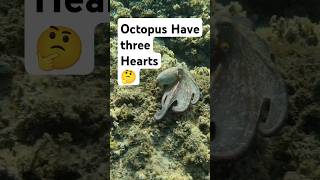 Octopus Have three Hearts🤔 Eng [upl. by Aicitel334]