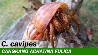 Kelomang Coenobita Cavipes in Achatina fulica  Relaxing Video  Crabpedia [upl. by Tnahsarp837]