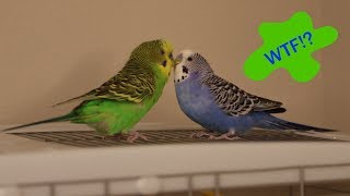 Crazy Talking Parakeets Play Atop The Cage [upl. by Basile564]