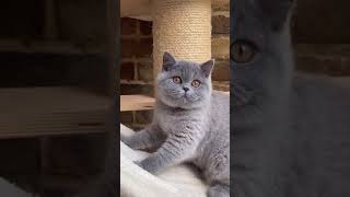 Adorable British Shorthair kittens for sale in india 🐾 📞 8463993393 cat india viralvideo [upl. by Ansilme342]