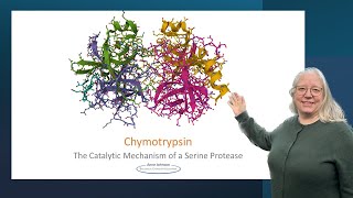 Chymotrypsin the catalytic mechanism of a serine protease [upl. by Anwaf]