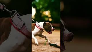 pitbullvs kangal🐕 dangerous 😈viralvideoshort facts shorts [upl. by Zuliram]