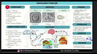 Ayudantía de microbiología y parasitología  Naegleria y balamuthia [upl. by Hearn505]