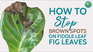 How to Treat Brown Spots on Fiddle Leaf Fig Leaves amp Save Your Plant Fast [upl. by Aivatco422]