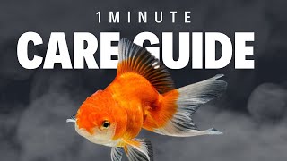 Goldfish  1 Minute Care Guide [upl. by Anigroeg460]