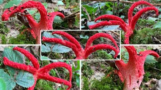 Tintenfischpilz Krakenpilz Clathrus archeri  Alienpilz Krakenarmpilz TintenfischGitterling [upl. by Ariahaj]