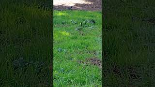 Colourful parrots gathered on a grassy area in Villa Torlonia p2 [upl. by Hgierb352]