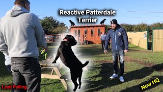 Reactive Patterdale Terrier 11 Dog Training Session With Professional Dog Trainer [upl. by Tennaj]