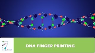 DNA FINGER PRINTING [upl. by Nedyarb]