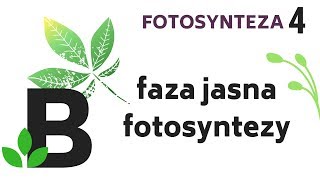 FAZA JASNA fotosyntezy  PRZEBIEG fotosyntezy  fotosynteza  KOREPETYCJE z BIOLOGII  58 [upl. by Nisior]