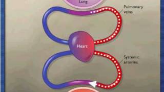 Gas Exchange During Respiration [upl. by Ameerahs]