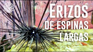 ¡Hablemos sobre los Erizos de Espinas Largas [upl. by Evyn]