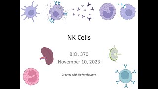 Immunology Fall 2023 Lecture 26 NK Cells [upl. by Deehsar]