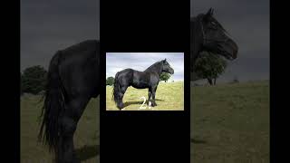 Some of these are Percheron Crosses horse equestrian percheron equineedits [upl. by Bernard660]