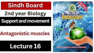 the action of antagonistic muscles  support and movement  class 12 biology Sindh board new book [upl. by Morel]