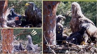 【5月前半まとめ  First half of May】ポーランドのオジロワシ2024 【Bielik Online Bory Tucholskie  Whitetailed Eagle 】 [upl. by Deana2]