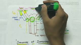 antibodies  immunoglobulin  structure of immunoglobulin [upl. by Nylitak]