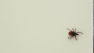 Blacklegged Tick [upl. by Teador]