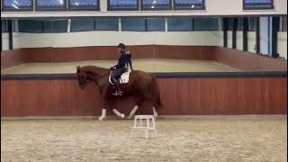 Valcor 2019 17H gelding Vitalis x Fürst Nymphenburg [upl. by Alyss280]