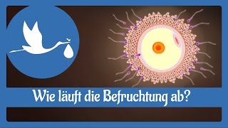 Schwangerschaft Wie läuft die Befruchtung ab [upl. by Yenrab]