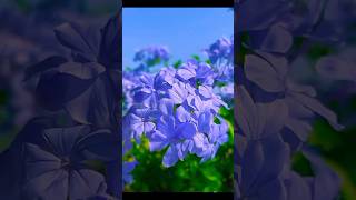 Cape leadwort flowersshortvideo garden flowers [upl. by Corrianne]