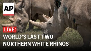 LIVE World’s last two northern white rhinos in Kenya on World Rhino Day [upl. by Glaudia884]