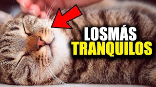 Las 10 Razas de Gatos Más Tranquilas y Amorosas  ¡Encuentra Tu Compañero Ideal 😻❤️ [upl. by Euqinomad]