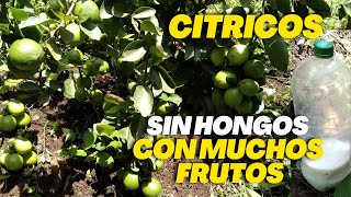 Foliar y Fungicida Aplica este compuesto a tus limoneros o cítricos [upl. by Malanie]