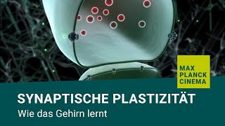 Synaptische Plastizität  wie das Gehirn lernt [upl. by Aissilem]