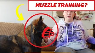 The EASIEST Way To MuzzleTrain Your Dog [upl. by Elison257]