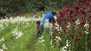 Floricultores de Catarina cubrirán altas demandas por el Día de los Difuntos [upl. by Zigmund]