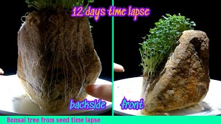 Bonsai Tree From Seed Time Lapse  12 days [upl. by Kcirtemed631]