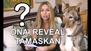 DOG DNA REVEAL  TAMASKAN DOG  SHOCK RESULTS [upl. by Sinai]