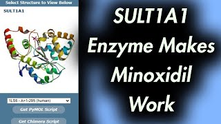 This Enzyme Makes Minoxidil Work SULT1A1 [upl. by Winebaum]