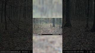 Trail Camera catches live Hunt deerhunting deer hunting [upl. by Cyndie427]